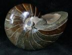 Cretaceous Nautilus Fossil - Madagascar #13150-1